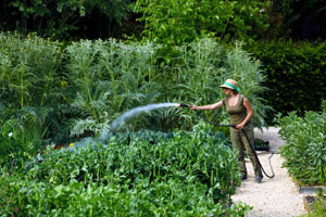 Culinary gardens