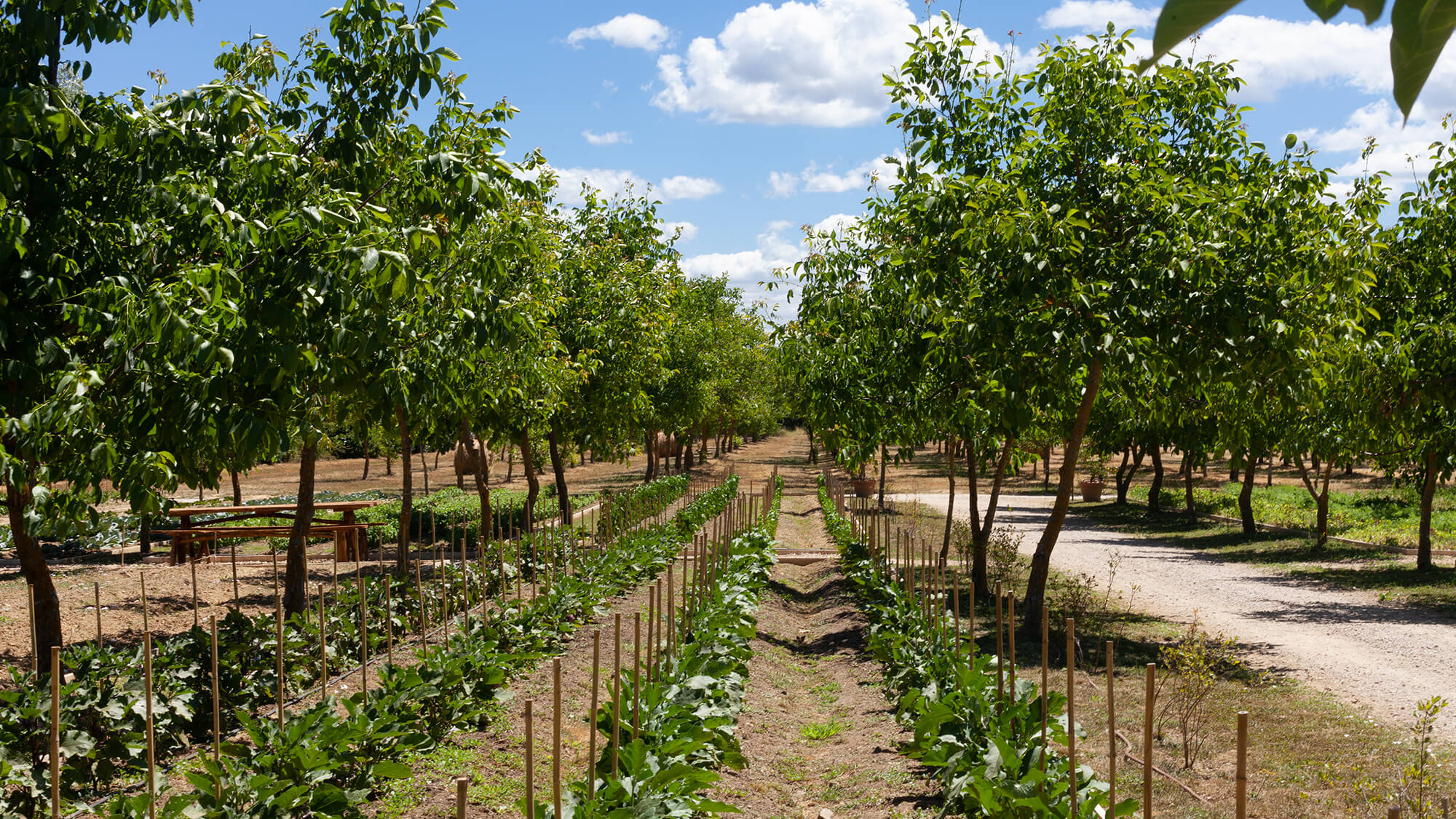 Borgo Santo Pietro - Culinary gardens