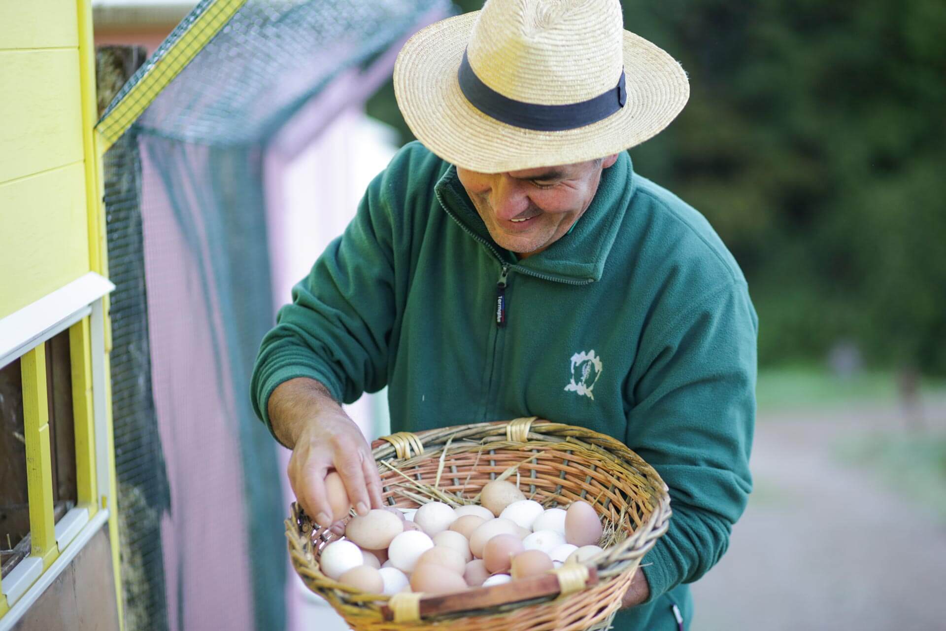 Organic Egg Collection