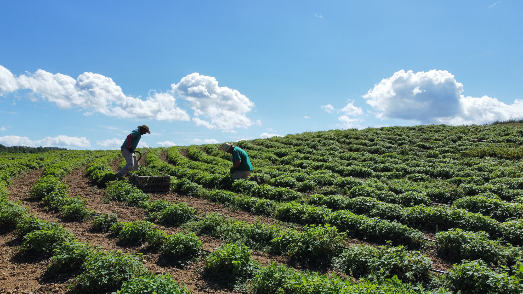 Borgo Santo Pietro organic farm