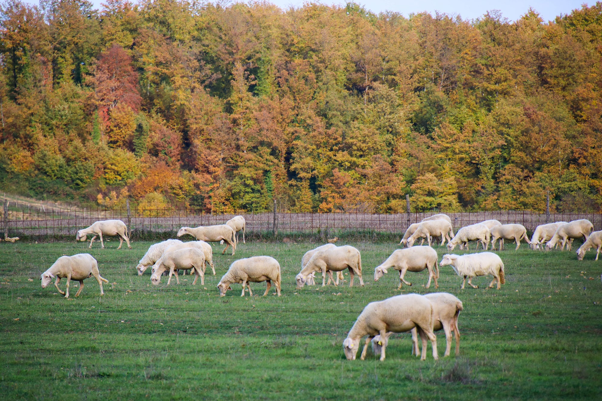 Borgo Santo Pietro estate  sheep