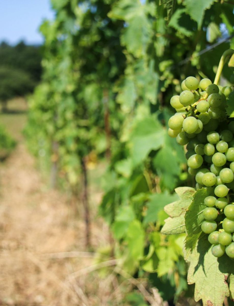 borgo santo pietro - Vineyards